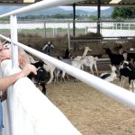 Ministerio de Agricultura Urbana potencia la producción cunícula en el estado Yaracuy