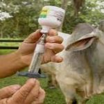 IVT demarca Puente Binacional Tienditas