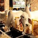 La  seguridad y la Paz se mantienen en la frontera Táchira – Norte de Santander