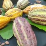 En bultos de alimento para pollos detectan 21 kilos de marihuana