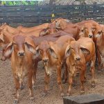 “Feria Internacional del Libro agrupa cultura en investigación y expresiones artísticas”