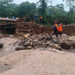500 animales raza Brahman ingresan al Táchira por el Puente Francisco de Paula Santander