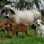 Despliegue técnico operativo se mantiene activo en San Judas Tadeo