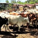 Alertan por impacto de renuncias de Defensores del Pueblo en Norte de Santander